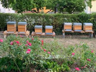 Honig aus eigener Imkerei